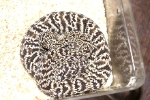 Guarico Rattlesnake