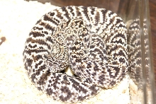 Guarico Rattlesnake