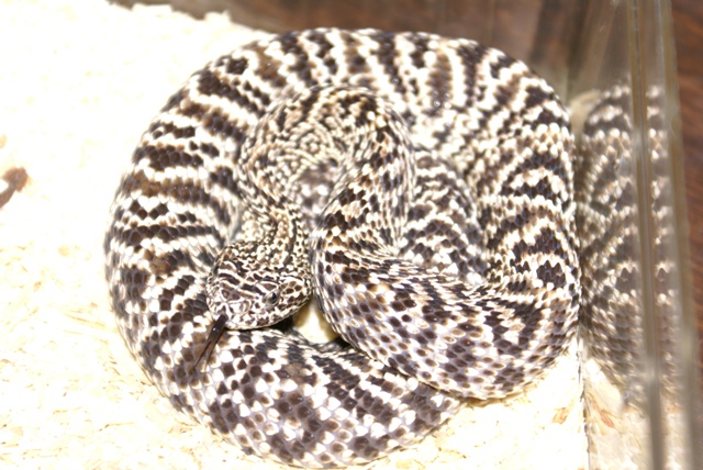 Guarico Rattlesnake