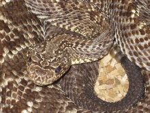 Guarico female