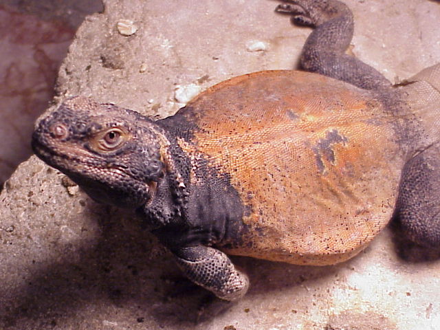 Red Back Male