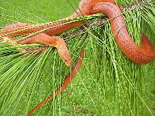 Bloodred Male