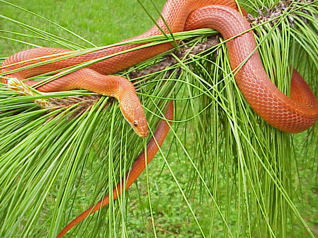 Bloodred Male