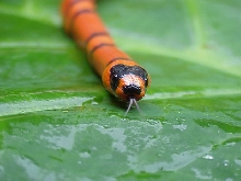 Honduran