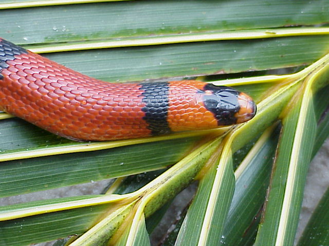 Honduran