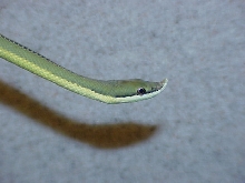 Baroni