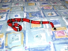 Monty