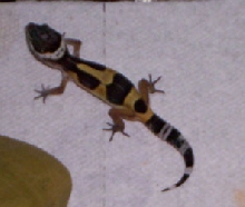 Drazil - May 12, 2005