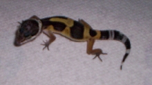Drazil - May 12, 2005
