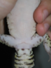male gecko - (Drazil)