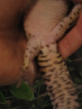 male gecko - (Drazil)