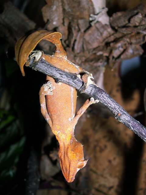 U. phantasicus female CB
