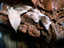 U. phantasicus resting