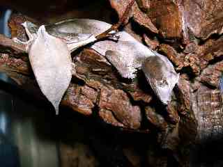 U. phantasicus resting