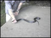 blackracer