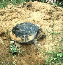snapper nest