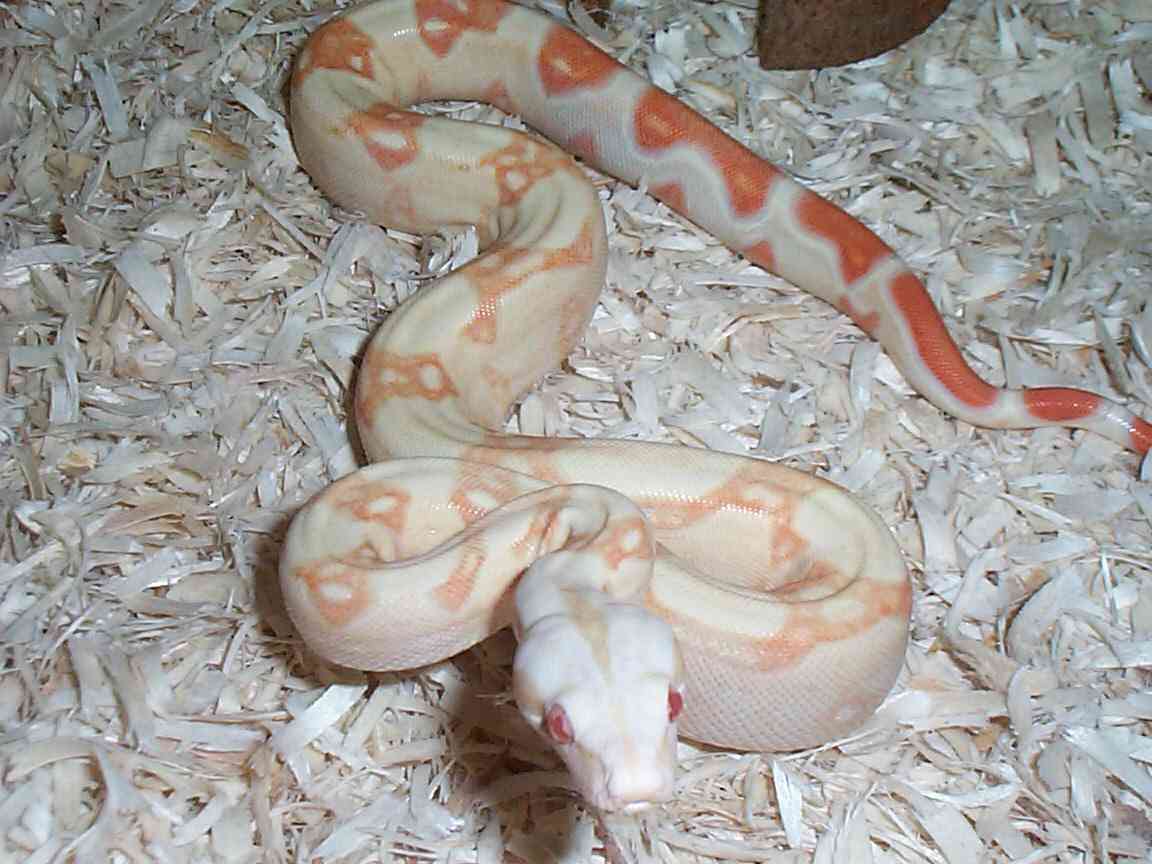 Albino 100%Het Stripe
