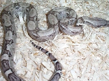 Anery het Stripe Female