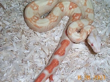 Albino 100%Het Stripe Female