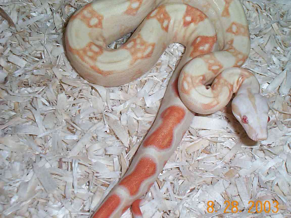 Albino 100%Het Stripe Female
