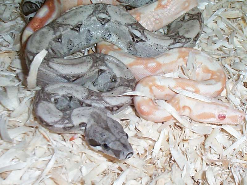 Sharp Male & Anery Het Stripe Female