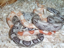 Sharp Male & Anery Het Stripe Female