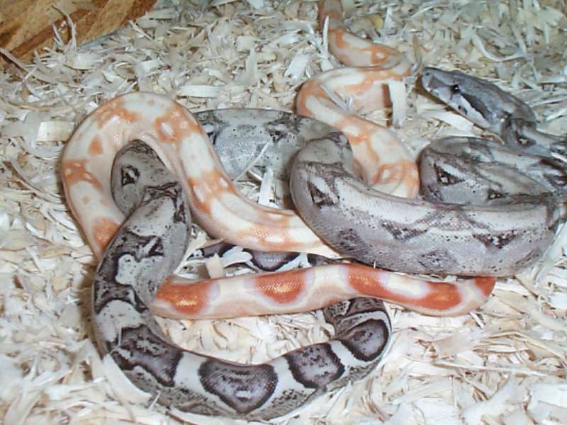 Sharp Male & Anery Het Stripe Female