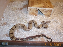 Male Striped Het Albino