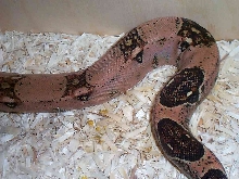 Red BCI Het Albino