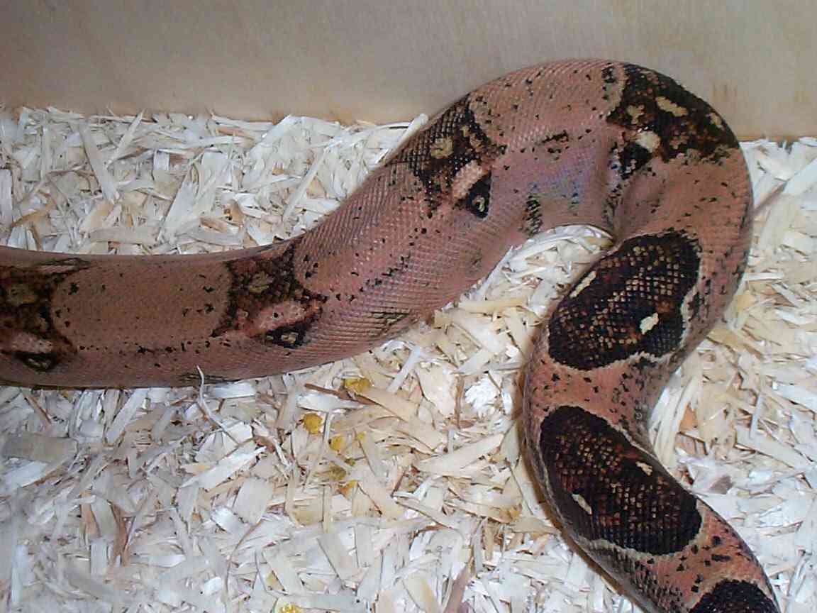 Red BCI Het Albino