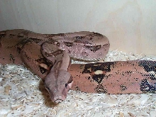 Red BCI Het Albino