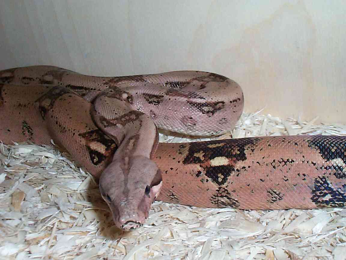 Red BCI Het Albino