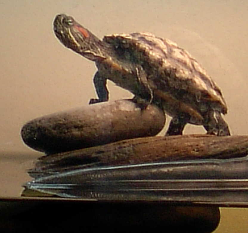 Crush, basking