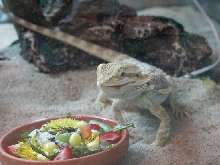 BD Eating 1