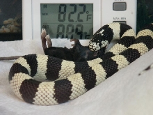 Eating 1