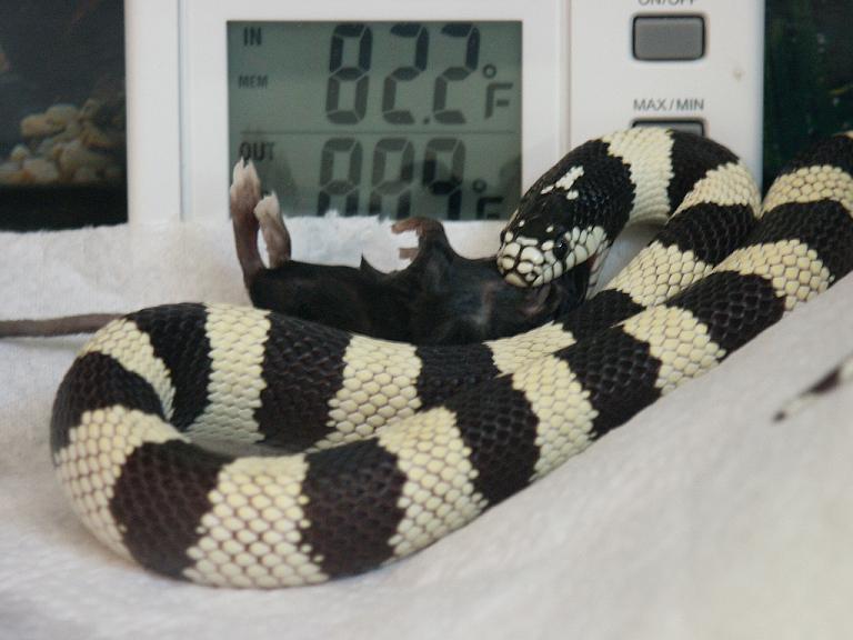 Eating 1