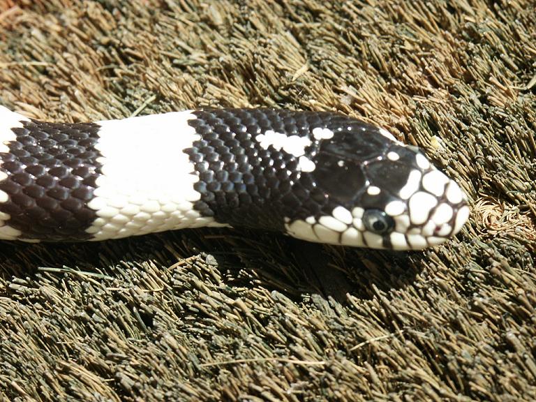 Kingsnake 1