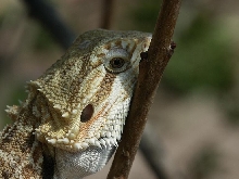 Dragon 2
