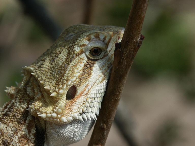 Dragon 2