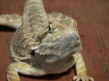 Dragon 5