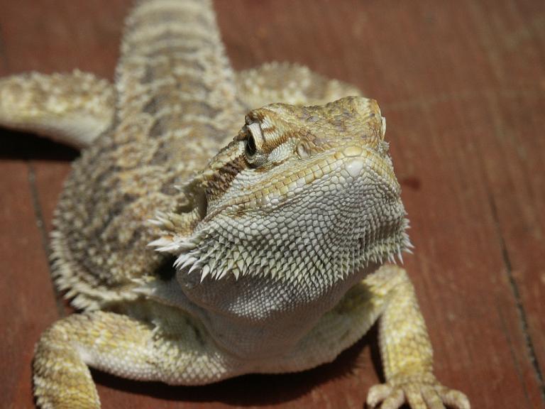 Dragon 5