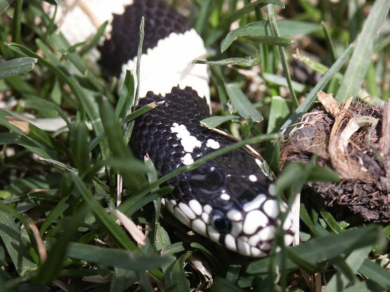 Kingsnake 2
