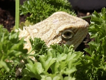 Dragon 3