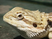 Dragon 1