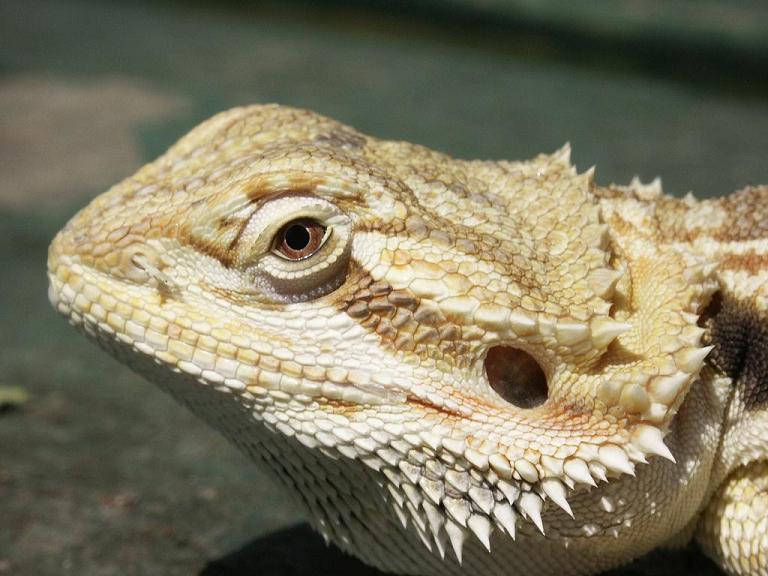Dragon 1