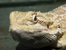 Dragon 4