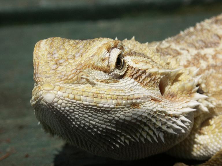 Dragon 4