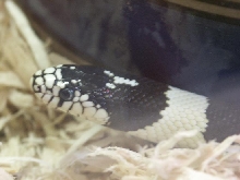 Kingsnake 3