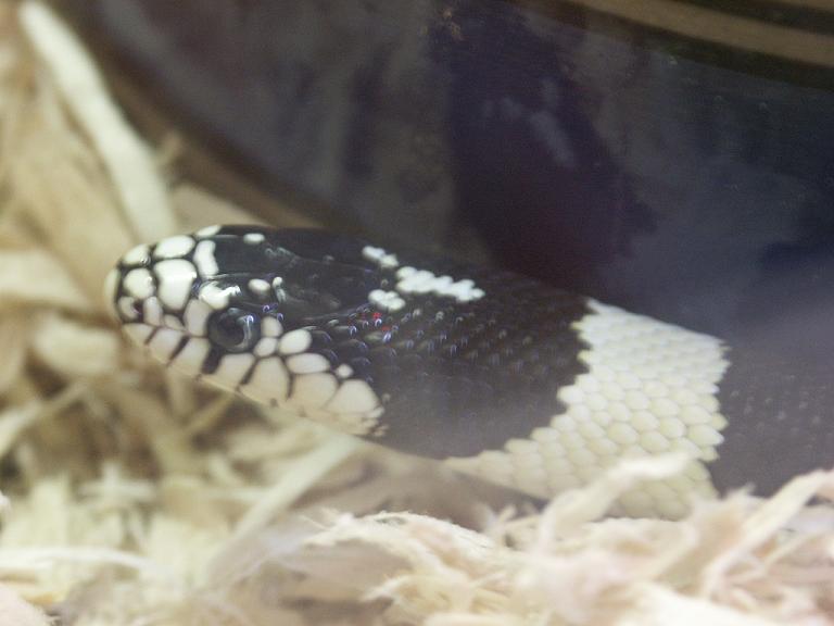 Kingsnake 3