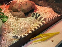 Kingsnake 4